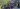 UEFA Champions League