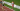 Diamond League: Brussel