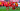 Freiburg - FC Twente | Conference League