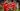 N.E.C. - Stade Rennais | Europa League
