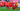 FC Twente - Pafos | Conference League
